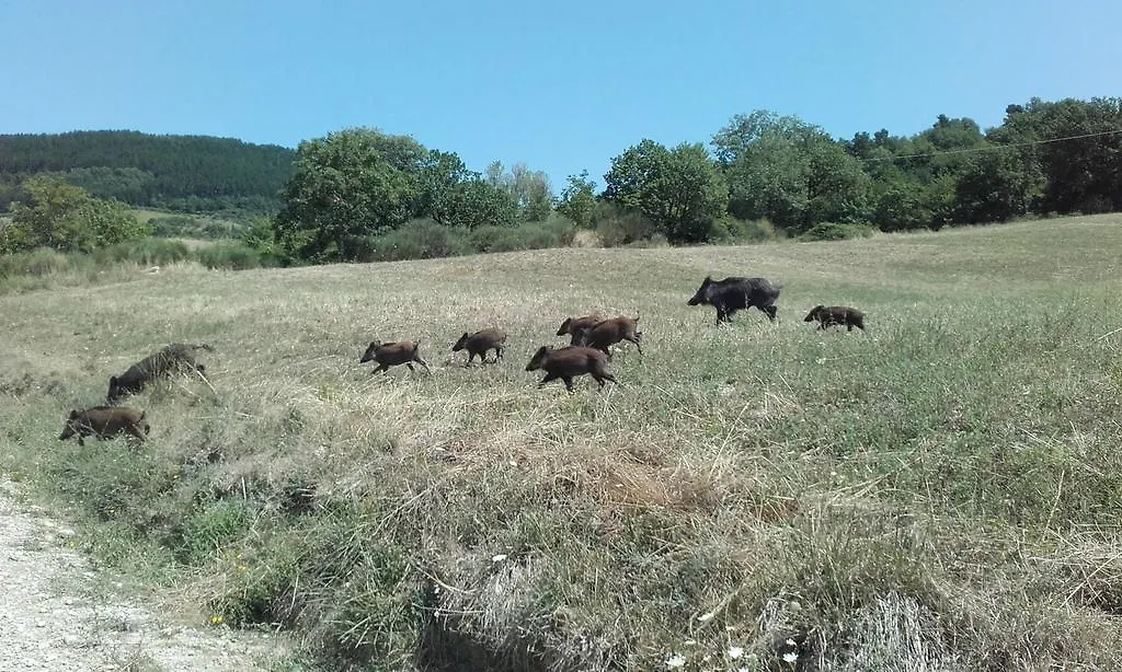 Agriturismo La Casa Bianca Villa Poppi Farm stay